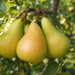 Mini hruška nízkokmenná (Pyrus communis) ´SUNRISE´® - výška 40-60 cm, kont. C7L